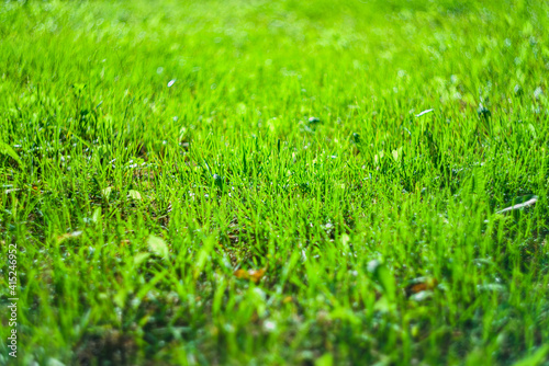 lawn sunlit background blurred green