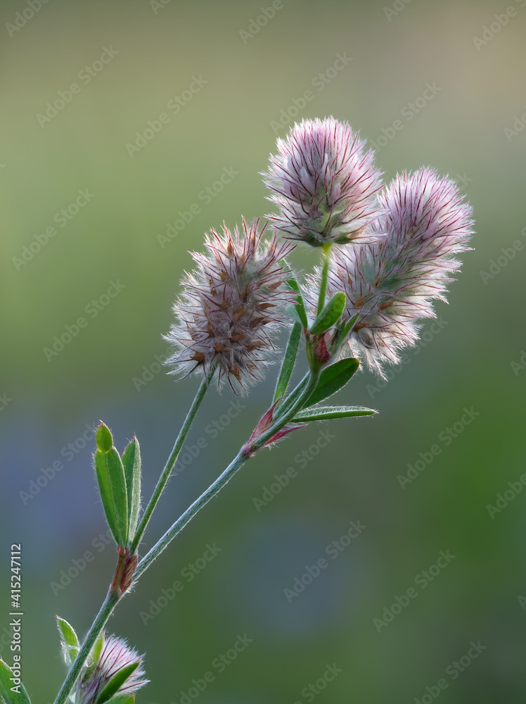 Hasen Klee oder Ackerklee; Trifolium arvense, rosa Blüten vor Sommerwiese im Gegenlicht Hasen Klee oder Ackerklee; Trifolium arvense, rosa Blüten vor Sommerwiese im Gegenlicht