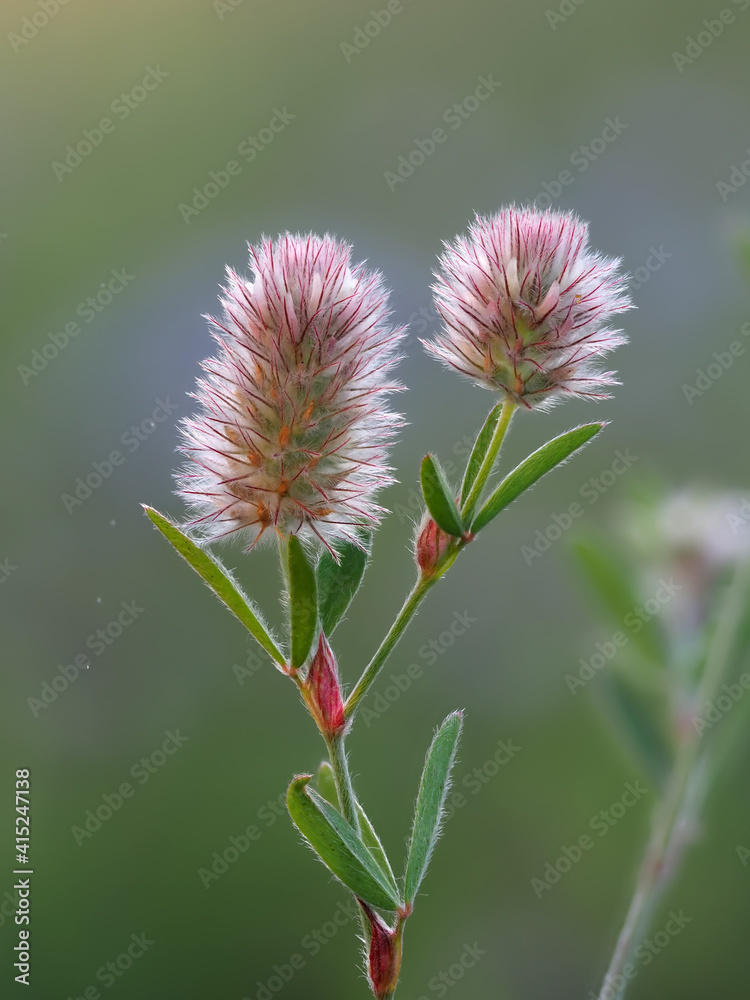 Hasen Klee oder Ackerklee; Trifolium arvense, rosa Blüten vor Sommerwiese im Gegenlicht Hasen Klee oder Ackerklee; Trifolium arvense, rosa Blüten vor Sommerwiese im Gegenlicht