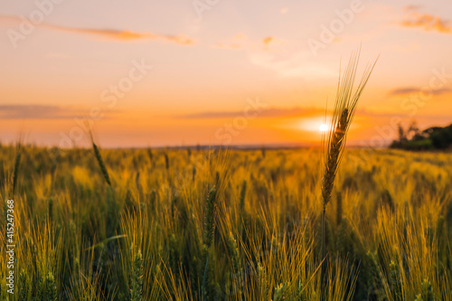 spikelets of the grain harvest on the background of a beautiful sunset