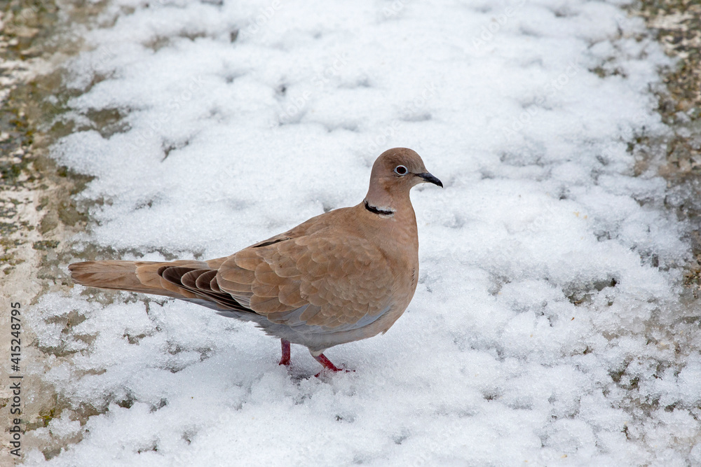 beautiful dove (Streptopelia decaocto) looking for food into the snow in Athens, Greece. beautiful dove (Streptopelia decaocto) looking for food into the snow in Athens, Greece.