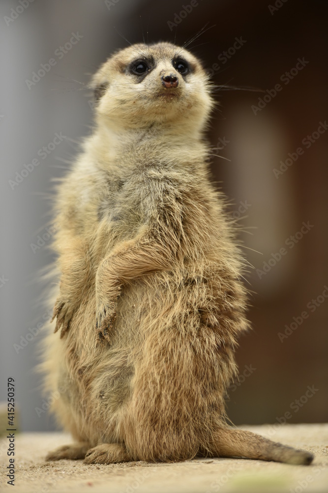 Fototapeta premium Surykatka