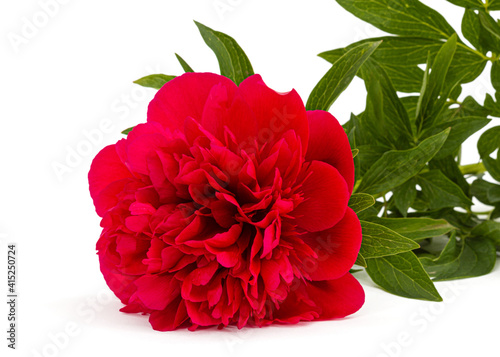 Red flower of peony  isolated on white background