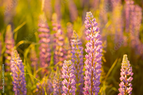 lupine field with pink purple and blue flowers