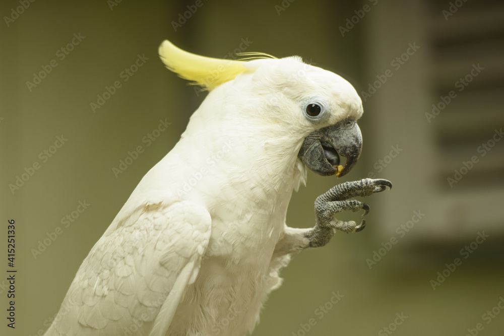 Fototapeta premium Biała papuga