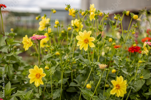 Fototapeta Naklejka Na Ścianę i Meble -  Many beauty flowers, yellow daisy close-up. Shallow depth-of-field