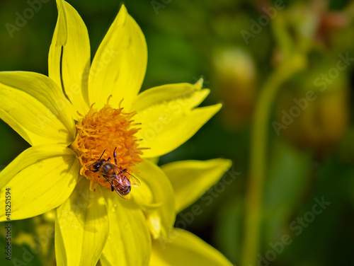 Pollinate scene: close-up on honey bee in colored flowers. Sustainability concept in beautiful poetic gardens.
