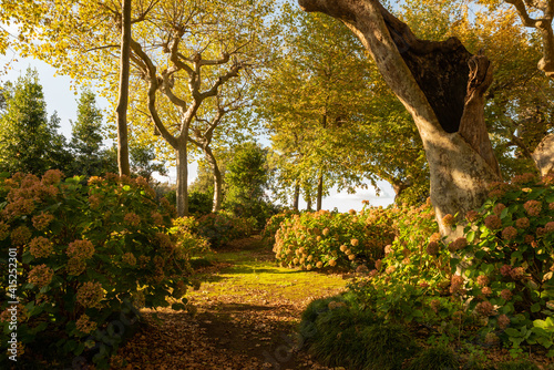 Villa Aldobrandini in Frascati, Villa Belvedere, the secret garden with its hydrangea plants and its secular plane trees in October, Frascati, Castelli Romani, Rome, Italy. photo