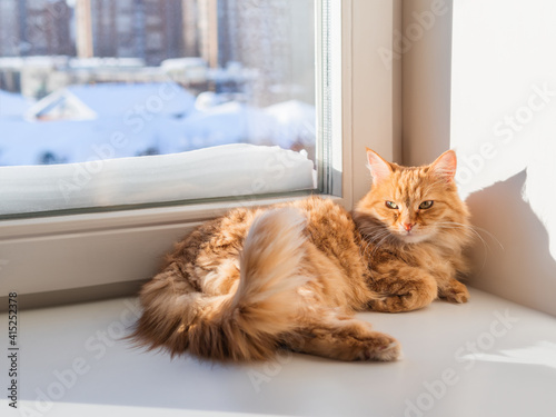 Cute ginger cat relaxes. Furry pet settled comfortably on windowsill. Furry pet in sunlight. Winter season in cozy house.