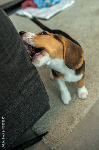 młody Beagle gryzący fotel