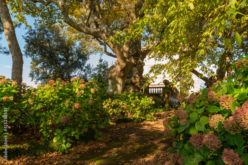 Villa Aldobrandini in Frascati, Villa Belvedere, the secret garden with its hydrangea plants and its secular plane trees in October, Frascati, Castelli Romani, Rome, Italy. Villa Aldobrandini in Frascati, Villa Belvedere, the secret garden with its hydrangea plants and its secular plane trees in October, Frascati, Castelli Romani, Rome, Italy.