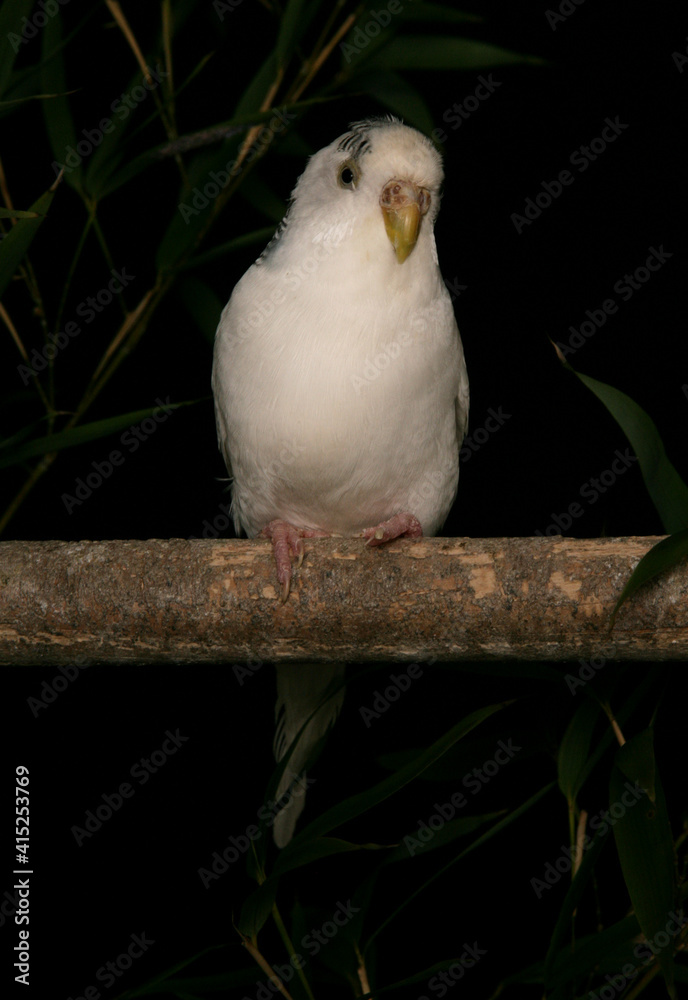 Obraz premium Budgerigar