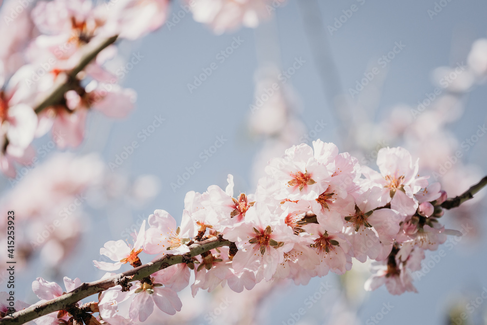 Obraz premium A field of blossoming almond trees. Cherry blossom.