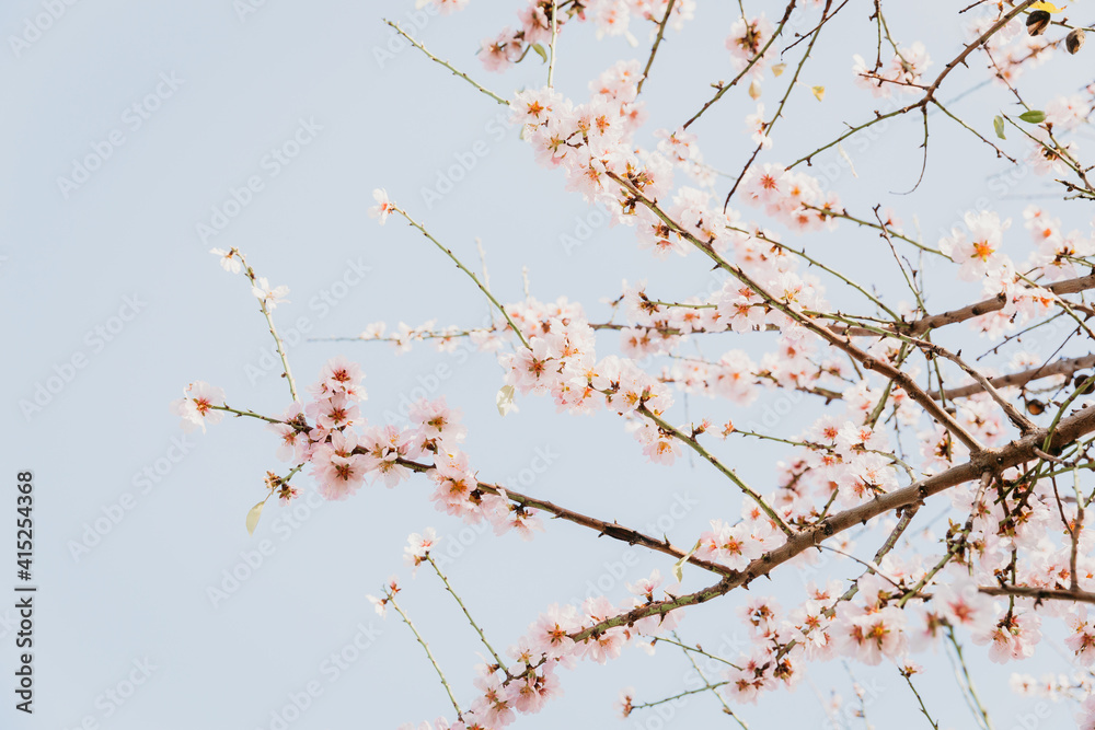 A field of blossoming almond trees. Cherry blossom. Blues sky. A field of blossoming almond trees. Cherry blossom. Blues sky.