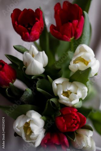 bouquet of red and white tulips closeup
