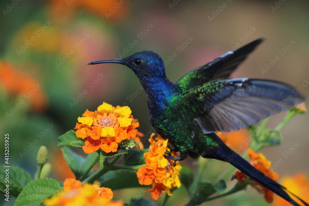scissor-hummingbird in the field scissor-hummingbird in the field