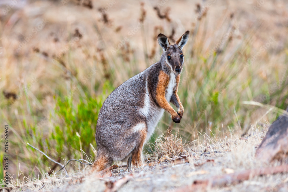 Fototapeta premium Yellow-footed rock-wallaby, Petrogale xanthopus, in his natural environment in Warren Gorge the Flinders Ranges South Australia near the town of Quorn