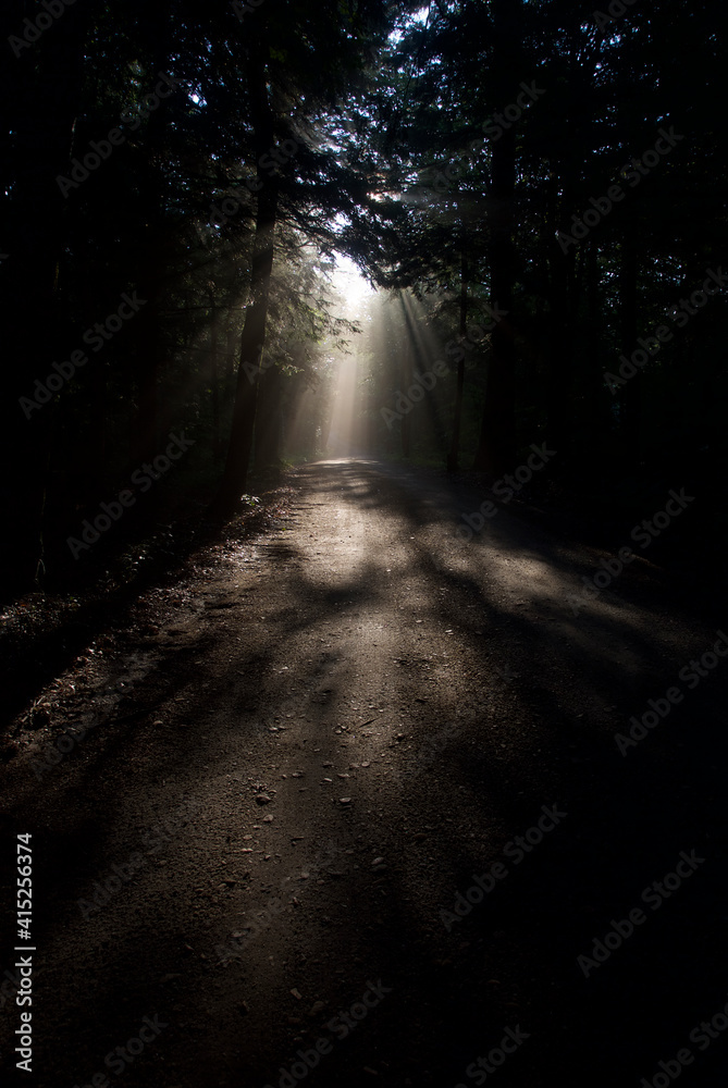 Obraz premium Light through the Trees