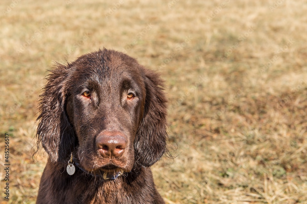 Retriever puppy head. Brown flat coated retriever puppy. Dog's eyes. Hunting dog in the meadow.