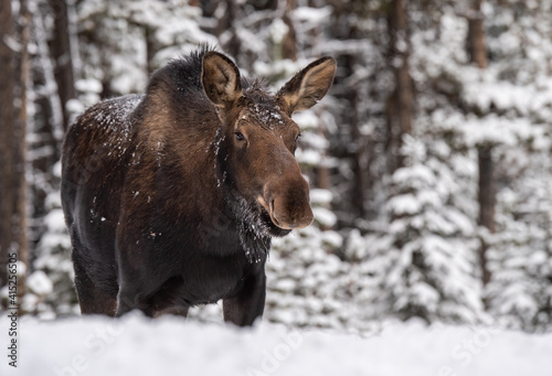 Moose in snow in Jasper National Park, Canada