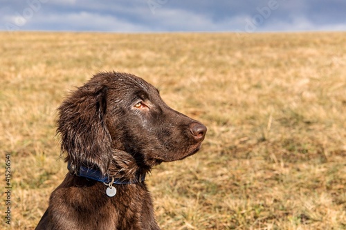 Retriever puppy head. Brown flat coated retriever puppy. Dog's eyes. Hunting dog in the meadow.