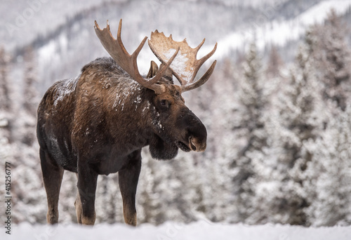 Moose in snow in Jasper National Park, Canada