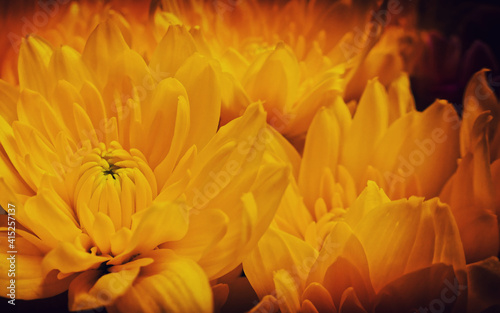 orange chrysanthemum flowers top view closeup, natural background, filtered image