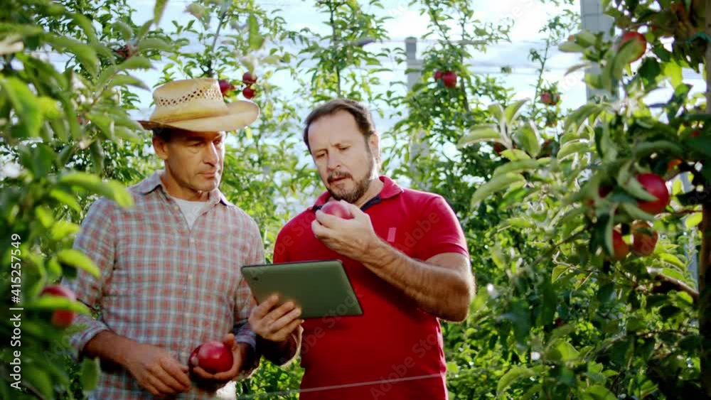 Closeup in front of the camera investor mature and old farmer take some juicy apples from the tree in the middle of orchard and have a discussing about the harvest of this year man investor using Closeup in front of the camera investor mature and old farmer take some juicy apples from the tree in the middle of orchard and have a discussing about the harvest of this year man investor using
