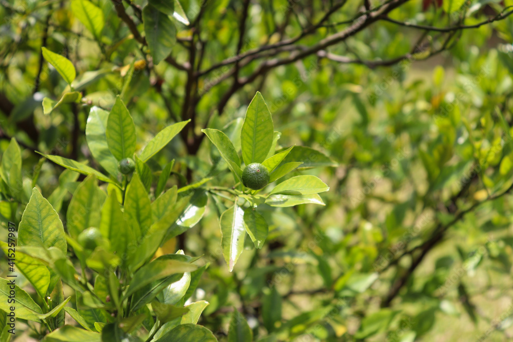 A small bergamoteira in the garden. A small bergamoteira in the garden.