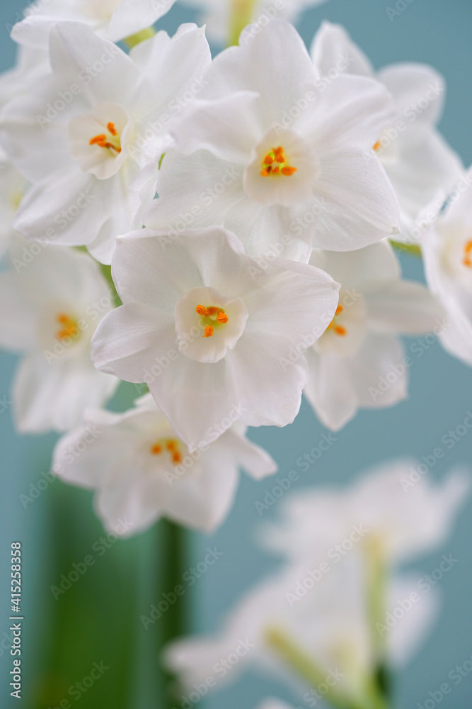 Obraz premium White paperwhite narcissus bulb flowers forced in winter