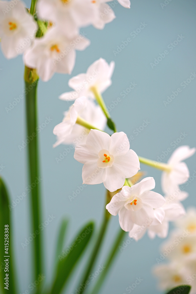 Obraz premium White paperwhite narcissus bulb flowers forced in winter