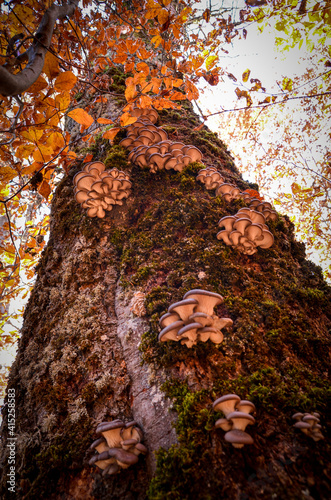 mushrooms on a tree