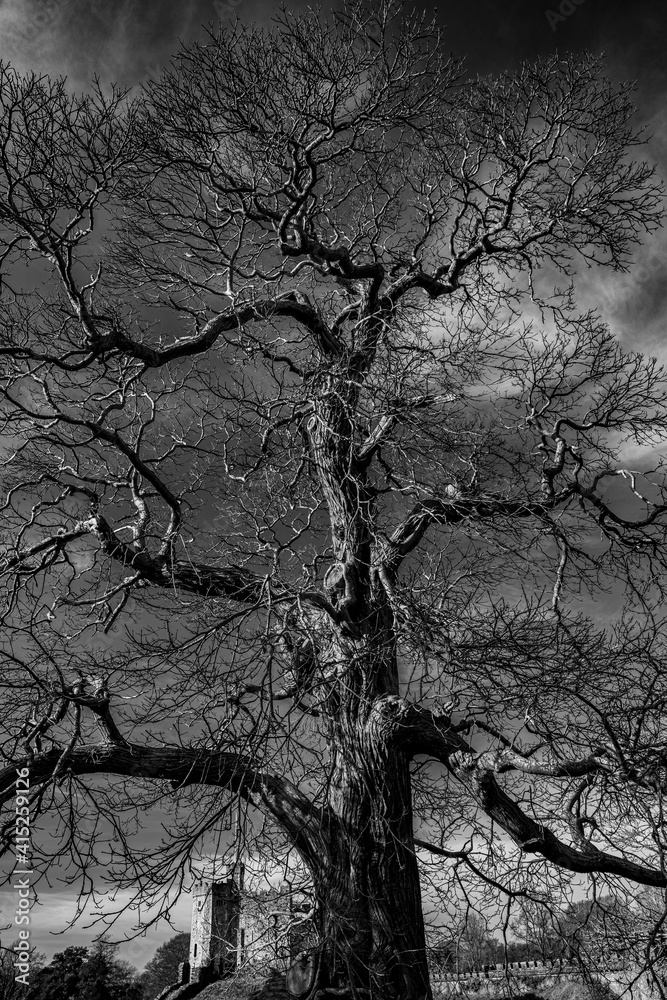 Old tree in Cardiff Castle grounds, Wales Old tree in Cardiff Castle grounds, Wales