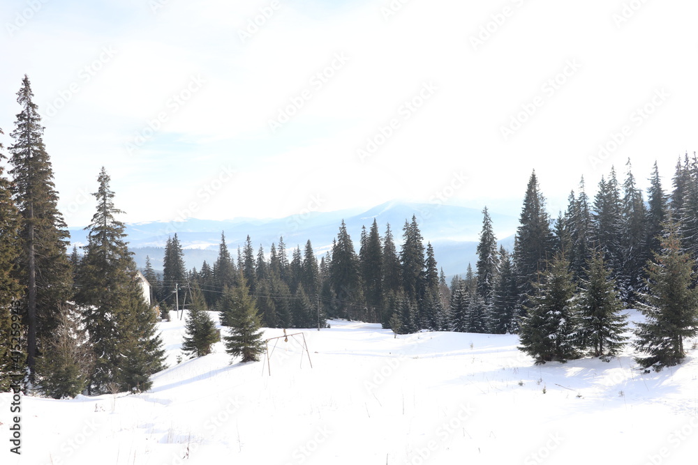 forest in winter forest in winter