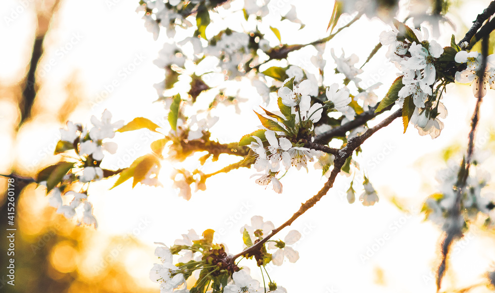 Fototapeta premium Weiße Kirschblüte im Frühling