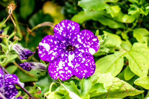 a purple flower in a close up with white dots