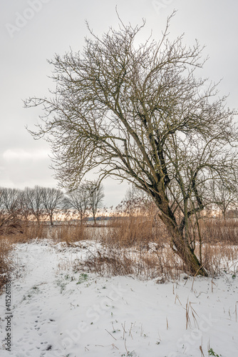 Wallpaper Mural Leaning tree in a snowy Dutch natural landscape on a cloudy day in the winter season. Torontodigital.ca
