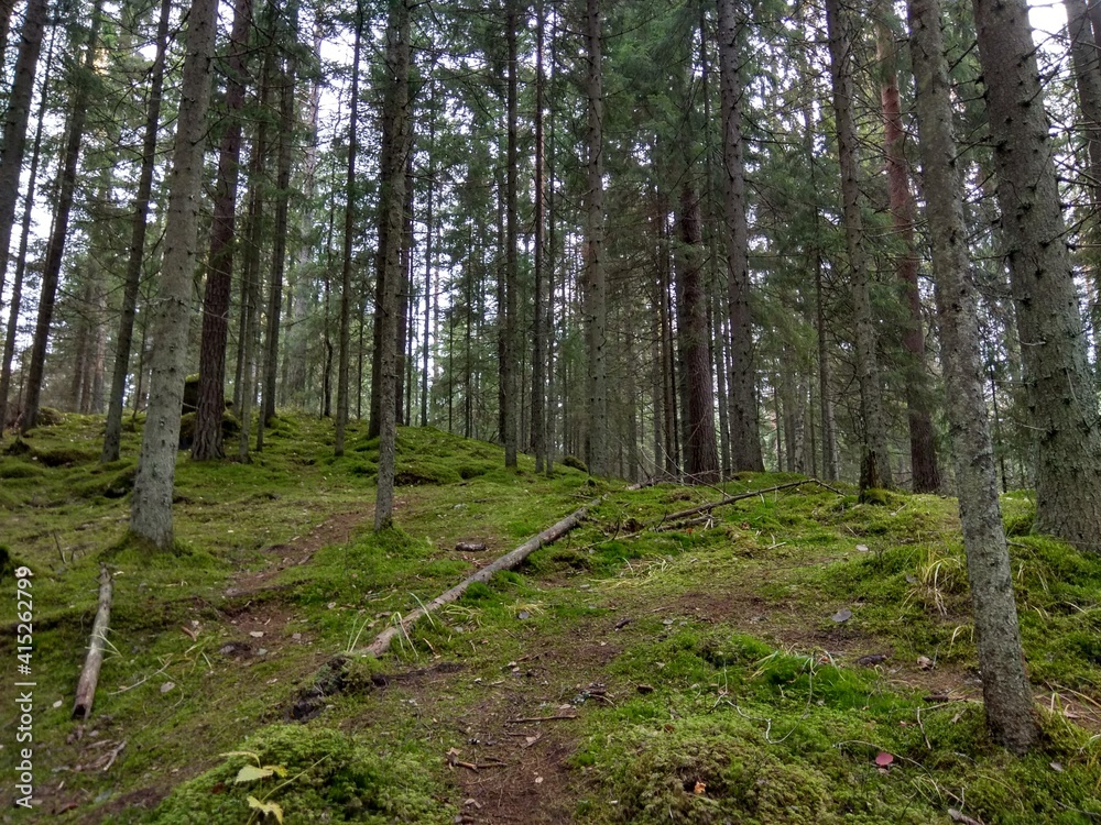 Deep forest in Europe with river and lake Deep forest in Europe with river and lake