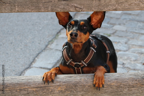 Schilderij op canvas Deutscher Pinscher (German Pinscher)