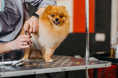 Photography grooming dogs Spitz Pomeranian in the cabin