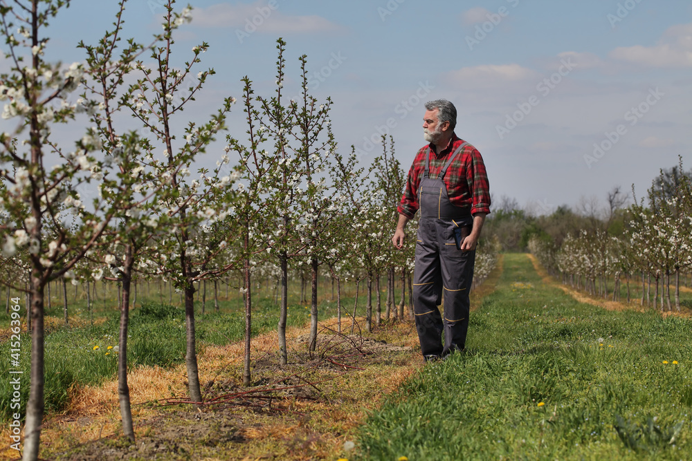 Agronomist or farmer examining blossoming cherry trees in orchard, and holding tablet Agronomist or farmer examining blossoming cherry trees in orchard, and holding tablet