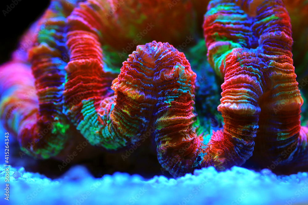 Obraz premium Rainbow coloration open brain LPS coral - Wellsophyllia radiata