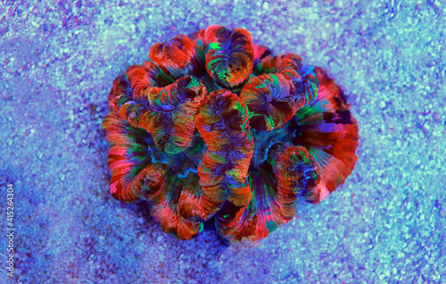 Rainbow coloration open brain LPS coral - Wellsophyllia radiata photo