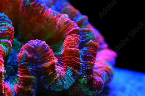 Fototapeta Naklejka Na Ścianę i Meble -  Rainbow coloration open brain LPS coral - Wellsophyllia radiata