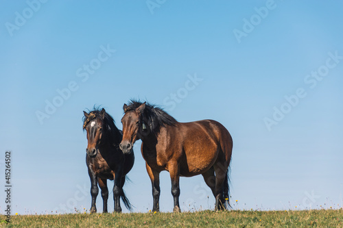 horses in the field