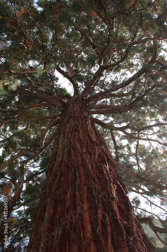 Sequoiadendron giganteum  giant sequoia  giant redwood  Sierra redwood  at the Bodensee  Germany 