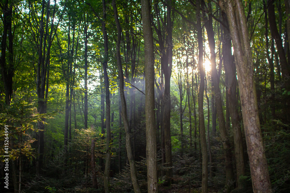 Obraz premium sun rays in the forest