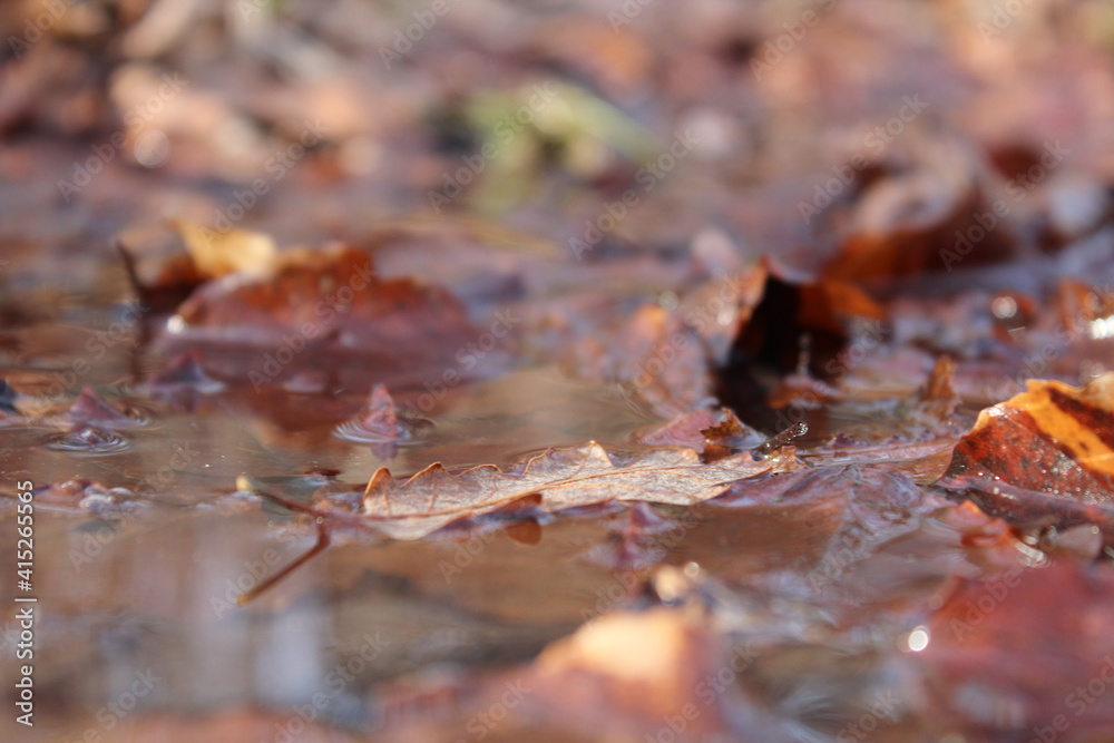 Blätter unter Wasser Blätter unter Wasser
