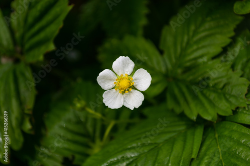Blooming strawberries. View from above.