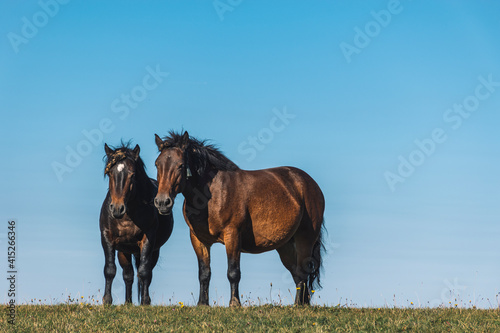 horses in the field © Amer